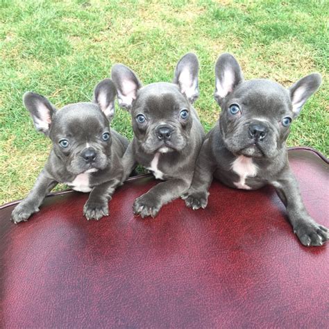 french bulldog for sale sacramento ca